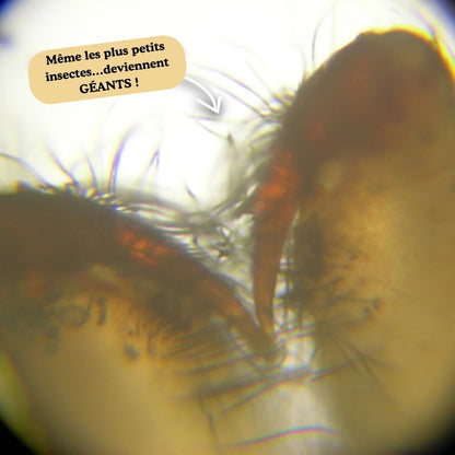 MicroMonde™ : De grandes découvertes dans leurs petites mains