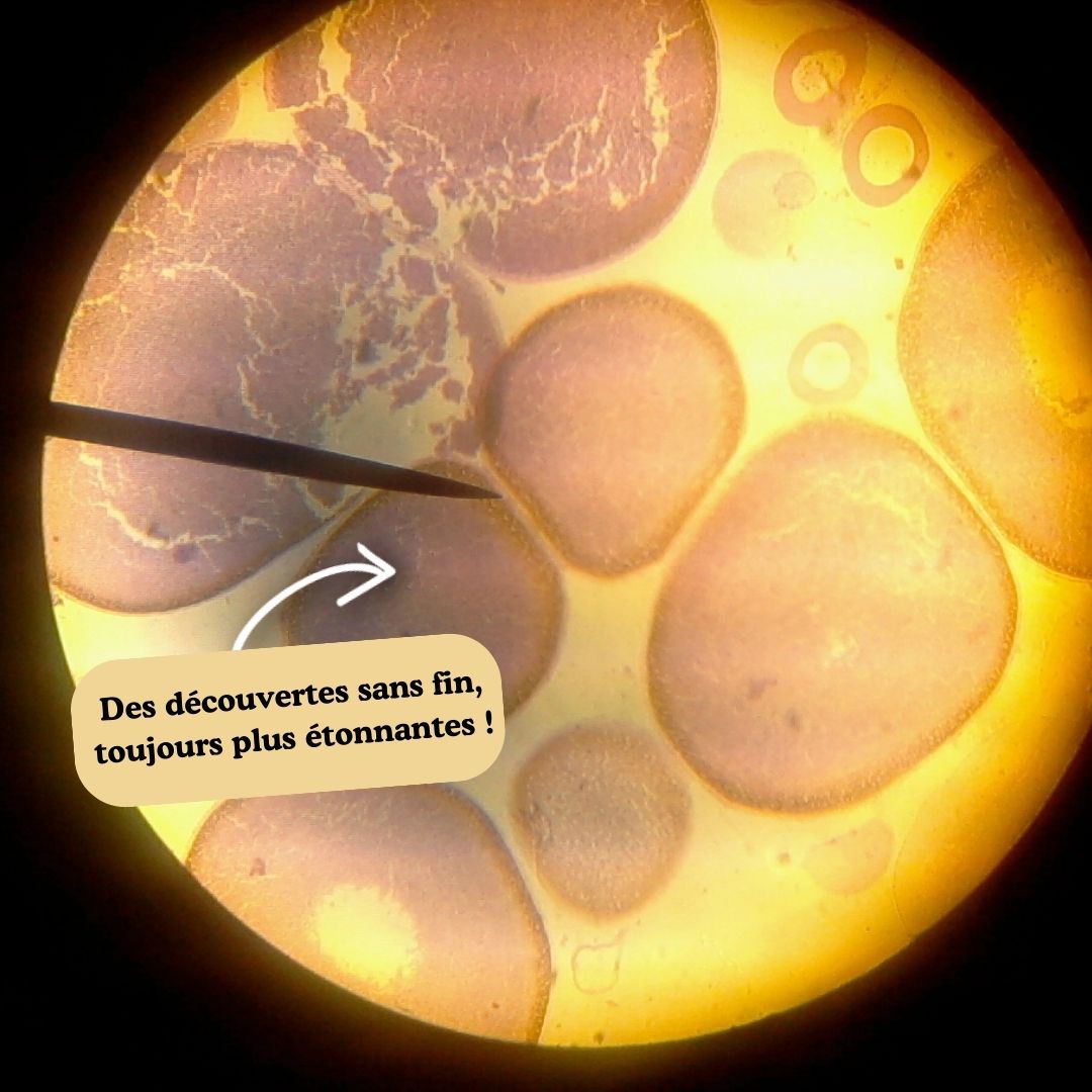 MicroMonde™ : De grandes découvertes dans leurs petites mains
